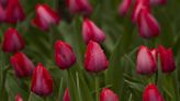 Tulips are the center of activities this weekend at Botanica, Bartlett Arboretum