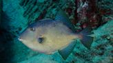 Recreational harvest of Gray Triggerfish to close in Mississippi: Officials