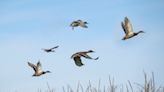 North Dakota Is Poised to Have Its Best Diver Duck Season in Decades. But Mallard Numbers Keep Declining