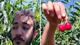 Mexicano se fue a Canadá a recoger cerezas y gana más de $150 al día