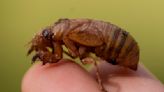 Cicadas are so noisy in a South Carolina county that residents are calling the police