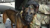 The Army Is Working Toward Better Physical Training and Mental Health Care for Its Dogs