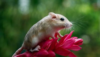 Estudio científico sobre el comportamiento monógamo en ratones