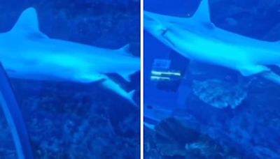 Visitors In Dubai Mall Witness Birth Of Baby Shark, Internet Calls It 'Wholesome' - News18