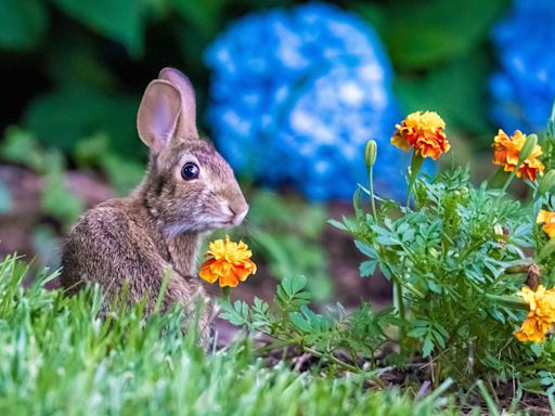 5 Mistakes That Could Be Attracting Rabbits to Your Garden