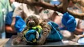 South Bend's Potawatomi Zoo welcomes baby two-toed sloth