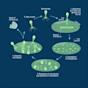 bacteriophage Lytic Cycle