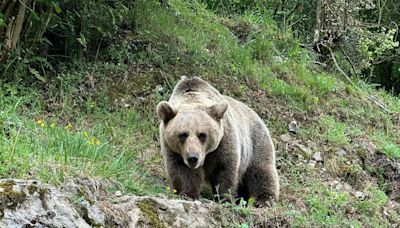 Patógenos compartidos entre humanos y animales que pueden comprometer la supervivencia del oso cantábrico