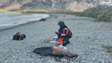 Bird flu found in Antarctic seals