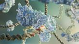 Simple New Strategy Improves Safety and Precision of CRISPR Gene Editing