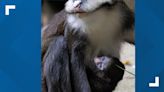 Baby monkey born at Zoo Atlanta