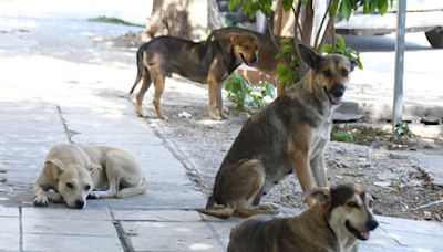 Denuncian ataques de perros en Viñedos