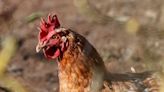 Gripe aviar: queja del Gobierno ante Japón por el cierre de importaciones a productos avícolas