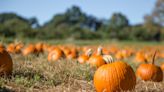 Pumpkin ideas beyond jack-o'-lanterns: Make your own pumpkin spice latte or even ice cream