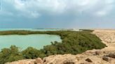 Saudi Arabia plants 13 million mangrove seedlings