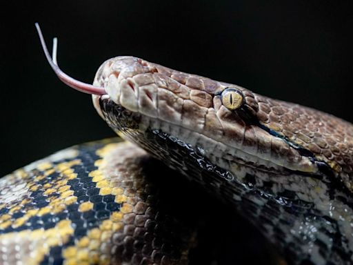 Another woman swallowed whole by a python in Indonesia