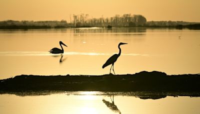 Reclaimed by floods, wildlife returns to Romania's Danube Delta