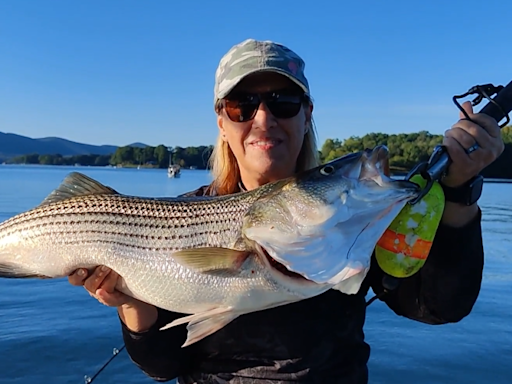 Catch Striped Bass Now in the Shallows at Smith Mountain Lake