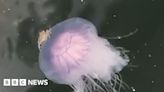 Crab hitches a ride on the back of a jellyfish