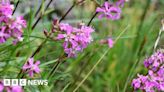 Sticky catchfly: Numbers of rare plant treble in Ochil Hills