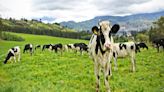 MinAgricultura, Asoleche y Alquería, crean ruta para exportación de leche