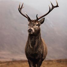 Red stag Glencoe 🏴󠁧󠁢󠁳󠁣󠁴󠁿 : r/wildlifephotography