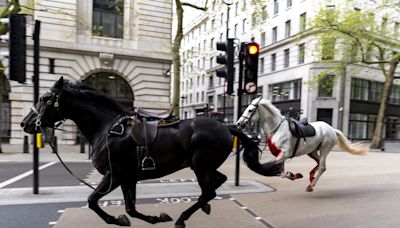 Sorpresa en Londres: caballos del Ejército galoparon fuera de control por las calles, chocaron contra autos e hirieron a cuatro personas