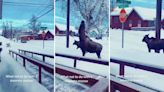 Video of ignorant tourists approaching moose and her calf sparks fury online: ‘Not everyone realizes the danger’
