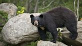 Black bear sightings reported in the area of East Prong Slocum Creek in Havelock