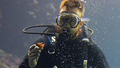Los corales salvajes sufren estrés por calor. ¿Podría este proyecto en un zoológico de los Países Bajos venir al rescate?