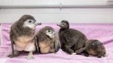 New England Aquarium welcomes four new African penguin chicks