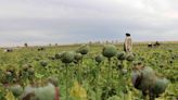 Afghanistan opium poppy supply plummets 95% after Taliban ban - U.N