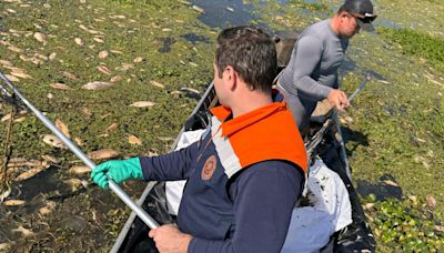 Peixes mortos no Rio Piracicaba são retirados pela Defesa Civil | Estadão