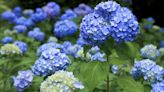 Hydrangea watering tip for droopy flowers is crucial to their survival