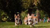 Adorable Corgi Dog Race in Minnesota Is So Full of Sweetness