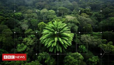 Cientistas buscam par para 'planta mais solitária do mundo'