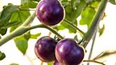 Are Purple Tomatoes the Next Big Veggie?