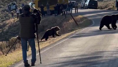 Yellowstone Park Guide Films Photographer Who 'Refused' to Leave Grizzly Bears