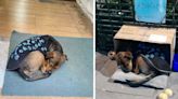 La emocionante campaña que se inició en las redes para encontrarle hogar a un cachorro abandonado en pleno centro porteño