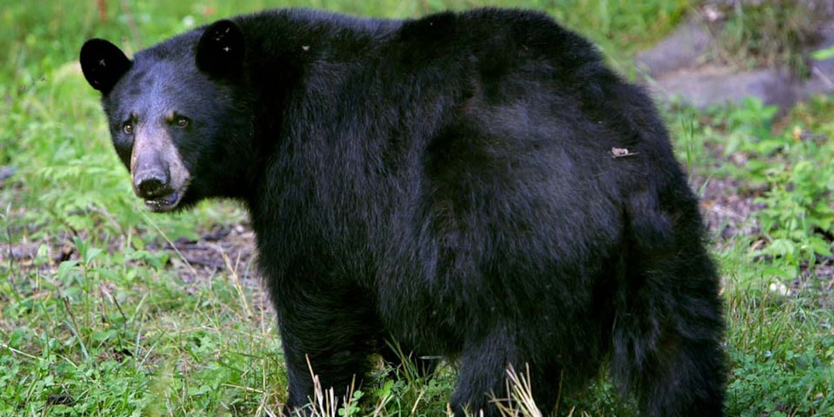 Bear euthanized after ransacking house in Simsbury