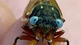 '1 in a million': Rare blue-eyed cicada reportedly photographed in Chicago suburb