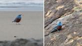 How an Enthusiastic New Photographer Made Birding History