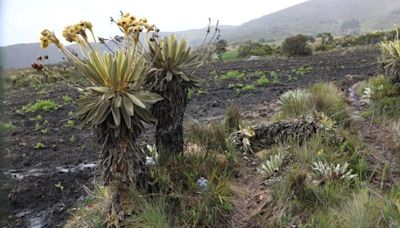 Corpoboyacá investiga la destrucción de 50.000 metros cuadrados de vegetación en el páramo de Monguí