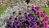 THE GARDEN GUY: Superbells Blackcurrant Punch brings rare color for baskets and mixed containers | Northwest Arkansas Democrat-Gazette