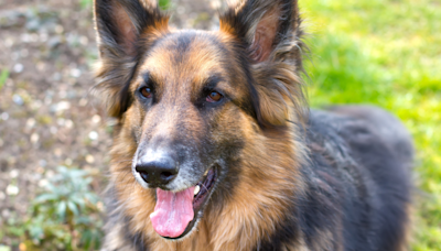 Dog Dad's Attempt to Get 2 German Shepherds Over a Bridge Is Pure Hilarity