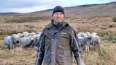 Sheep herded with special collars to protect birds