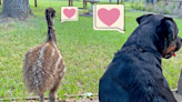 How Ava the Rottweiler and Blue the Emu Became Best Friends Who Love Zoomies