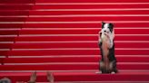 Trajes, gafas y hasta un perro: así luce la alfomba roja del Festival de Cannes