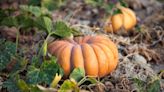 The Best Time To Plant Pumpkins For Fall Decor, According To Gardening Experts