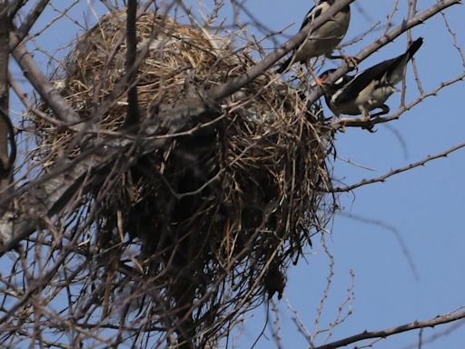 Asian pied starling adds one more waterbody to its Chennai address list